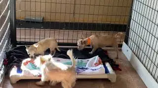 Newly Rescued Puppy Mill Dogs Receive Their First Soft Blanket & React With Glee Joy & Confusion