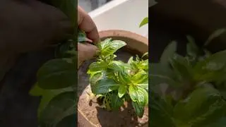 Pinching Of Vinca Plant 👍|#motivation #homegardening #tweening