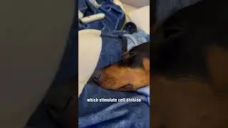 How long should Doberman puppies sleep? #doberman #dobie #puppy #dogsleep #dobermansleep #dog