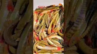 Plated Murey fish. The most tasty 🤤😋😋 Who likes it? #viral #traditionalfishing #kokan #fish