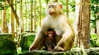 Monkey Rose run depart from NGO's catching to exchange BB Brady and Rainbow