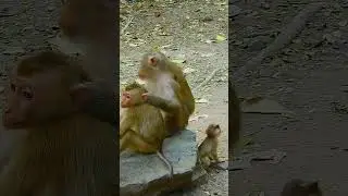 Top Primatologist Reveals the SECRET to Raising Happy Baby Monkeys!