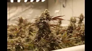 trim jail part 2
