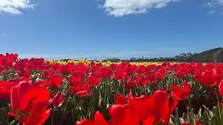 Tasmania - Table cape tulip farm & Boat harbour beach