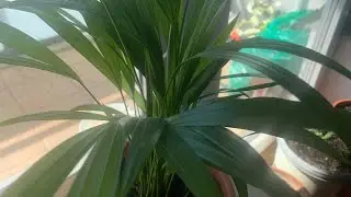 How To Water A Palm Tree