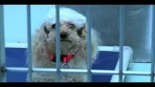 Pet Licensing Funny Commercial