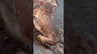 Swimming Time For Monkeys EP13 #Wild Monkey Life #Funny Monkey #Shorts