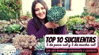TOP 10 SUCULENTAS // 5 de MUCHO SOL + 5 de POCO SOL con sus NOMBRES y CUIDADOS #TOP10SUCULENTASMIXTO