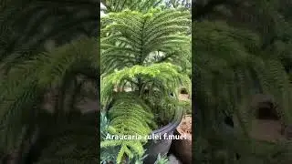 #araucaria  #trees #pohonlangka #pohonpelindung #tanamanlangka #garden #gardening #gardeningtips