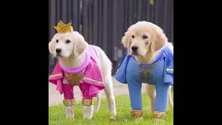 The REAL life Paw Patrol with SUPER POWERS! 🐾⚡️ #ync51226cjbd #film  #movie #usa #shorts