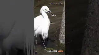 Smart white storks find places to catch fish without much effort