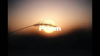 FLS - 11