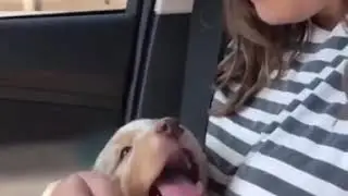 Happy pupper  