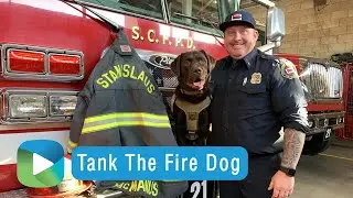 Tank The Fire Dog | Studio209
