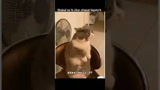 dost!! 🤣 #aesthetic #shortsyt #funny #cat #meems