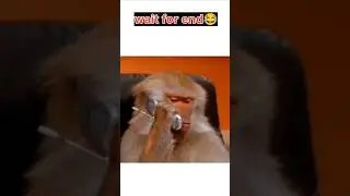 Monkey vs Tiger😂#shorts #ytshorts#funny