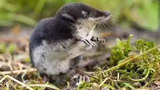 musaranho