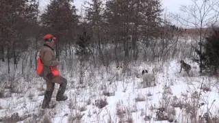 Afternoon Hunt at Bird Fever 2-14