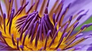 Anther development and formation of microspore🌺🌸🌼