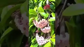 Hoya Heaven 🌸 | Rare Beauty, Easy Care