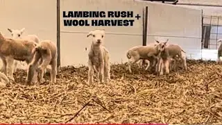 Lambing Rush & Wool Harvest! Behind the Scenes at Ambry Acres