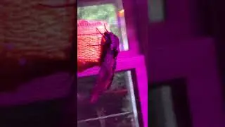 Hornworm breeding UPDATES GET CREATIVE w what you have!