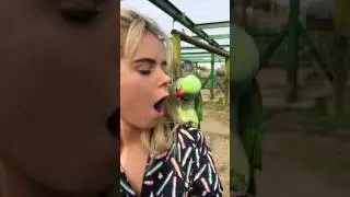 Bird puts head in girls mouth!
