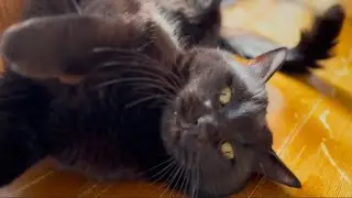 ゴロンにゃ黒猫のくろちゃんKuro-chan the Rolling Black Cat