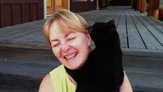 Cute Cats Welcoming Owners Home Compilation 👩&zwj;🦱😸