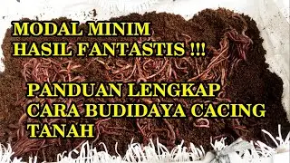 BISNIS BUDIDAYA CACING TANAH SKALA RUMAHAN. MODAL MINIM HASIL FANTASTIS !! HOW TO START A WORM FARM?