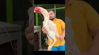 Top 4 Beautiful Rooster 🐓 || you never seen before ❤️ #shorts #aseelmurga #aseel #aseellovers #top