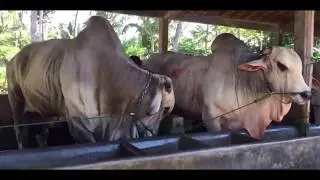 Giant Ongole Bulls | Sibbi / Nelore Bulls | Indonesian Farm