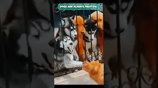 Cat Love Play Ep1| Cats vs Dogs #dogsvscats