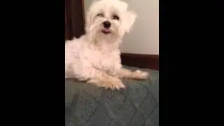 CHEWING GUM SEIZURE IN MALTESE DOG-MILD EPILEPSY