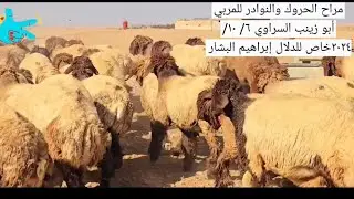 مراح ابو زينب مراح الحروك النوادر