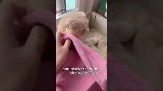 The Cat Life Anthem &ndash; Bow to Me, Human! #shorts #cat #funnycats