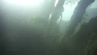 Maori Seaperch on the shipwreck