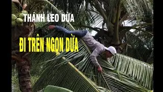 Thánh Leo Dừa thể hiện khả năng Đi qua 10 Ngọn Dừa