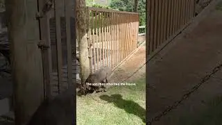 Dog Chained Up For Seven Years Gets All The Love Now | The Dodo