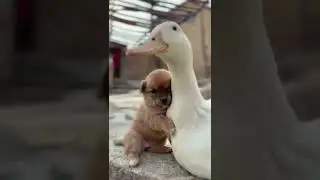 Funny Animals 207 😂Friends [Funny Animal Videos / Funny Animals Life / Funny Animals Shorts] #shorts