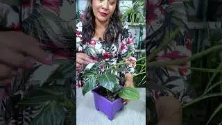 Top 5 Plantas Para Decorar El Ba&ntilde;o #plantas