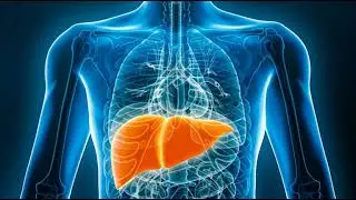 Human Liver Anatomy Animation  | Stock footage for Free | Detailed 3D Animated