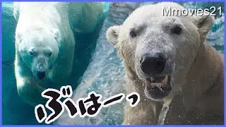 ホクトデビュー！ぶっつけ本番ホッキョクグマ館メインへ登場した顔がこちらです~初日も鳴きます〜Hokuto the Polar Bear Debut!