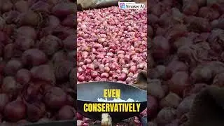 Profitable Onion Farming on 1 Hectare in Zimbabwe