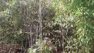 【自然のBGM】 裏山の竹の音 【落ち着きたい人用】