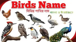 Birds Name | বিভিন্ন পাখির নাম | Birds Name in Bengali to English | পাখির নাম বাংলা এবং ইংরেজিতে