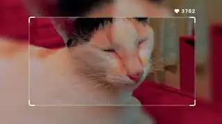 Purr-sonalities Unleashed: A Cat's Guide to Comedy Chaos!