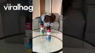 Mini Dachshund Nailed the Nicki Minaj Pose || ViralHog