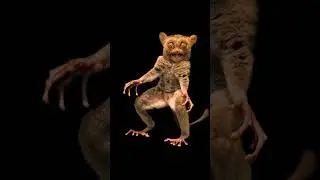 Footage of a Horsfield&rsquo;s tarsier 🐵🐒 every of his aspect is designed to survive in the wild 🐾