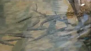 Natural Aquarium (HD movie 01) - Predators & Victim.